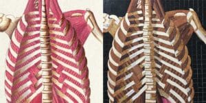 Table 38 of Eustachi's Tabulae anatomicae, 1552, beside the marble mosaic translation by Rachael Que Vargas, 2019