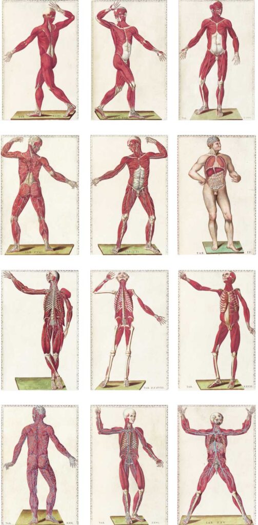 Bartolomeo Eustachi's Tabulae anatomicae, the sixteenth-century anatomical engravings that form the source for Anatomy Set in Stone