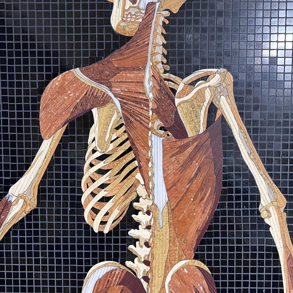 Detail of a marble mosaic showing the spine, scapulae, ribs, and the muscles of the upper back, from Anatomy Set in Stone Table 34, 2023, by Rachael Que Vargas